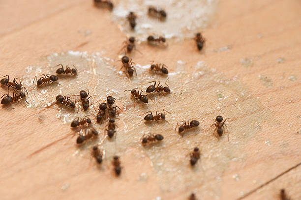 Professional Pest Control in Galesville, MD